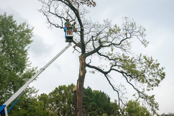 How Our Tree Care Process Works  in  Surgoinsville, TN